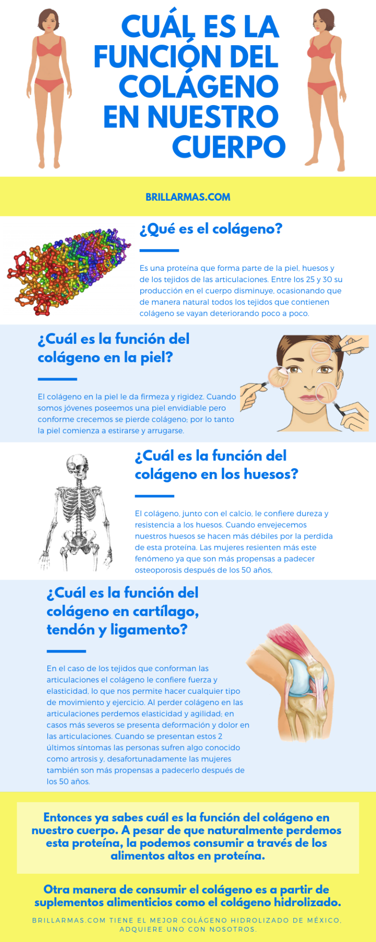 ¿Cuál es la función del colágeno en el cuerpo humano? ⋆ Brillar mas